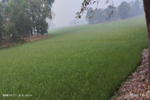 জগন্নাথপুরে বৃষ্টির জন্য হা*হাকার, মসজিদে মোনাজাত