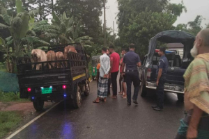 কুলাউড়ায় গরু ও পিকআপ ফেলে পালালো চো র চ*ক্র