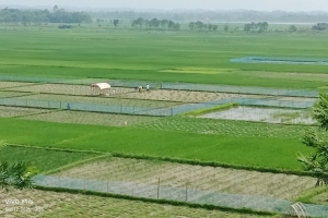 সবুজ আমন ধানের পাশেই টমেটোর বেড, চলছে চারা রোপণ