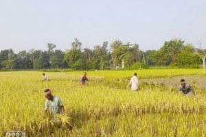 শায়েস্তাগঞ্জে পুরোদমে চলছে বোরো ধান কাটা,ফলন ভালো হওয়ায় কৃষকের মুখে হাসি