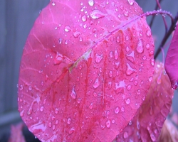 ৪৭ কোটি খরচ করে কৃত্রিম বৃষ্টি ঝরাবে 