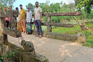 সরু  ও ভাঙা ব্রিজে  ঝুঁকি নিয়ে চলাচল করছেন মানুষ