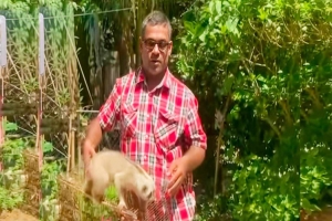 শ্রীমঙ্গলে কুকুরের আ*ক্রমণ থেকে লজ্জাবতী বানর উ দ্ধা র