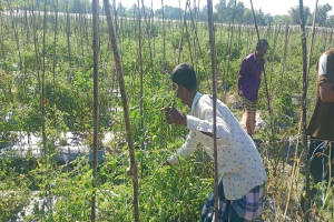 মাধবপুরে দুই কৃষকের ৩০০ সবজি গাছ কে*টে দিল দুর্বৃ*ত্তরা