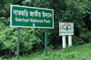 সাতছড়ি জাতীয় উদ্যানে সেগুন গাছ চু রি: ঘটনাস্থল পরিদর্শনে শামিমা বেগম