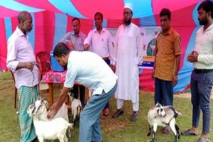  বিনামূল্যে দেওয়া হচ্ছে ছাগল ভেড়ার পিপিআর ও ক্ষুরা রোগের টিকা 