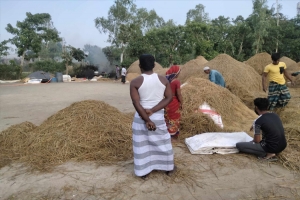 লাখাইয়ে হাওরে শতভাগ ধান কাটা শেষ