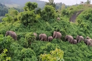 হাতি হত্যায় সর্বোচ্চ শাস্তি ৭ বছর কারাদণ্ড ১০ লাখ জরিমানা