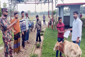 ঈদ সামনে রেখে সী মা ন্তে সক্রিয় গরু চো রা কারবারিরা