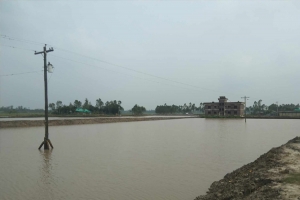 বাহুবলে হাই ভোল্টের কারেন্টর খুঁটি রেখেই পুকুর খনন!