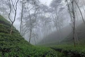 মৌলভীবাজারসহ ২৪ জেলায় শৈত্যপ্রবাহ