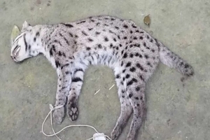  পেঁয়াজ-রসুন কাঁটার দা দিয়ে মেছো বিড়ালকে মারা হয় 