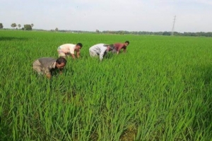 আজমিরীগঞ্জে রোপা আমনের সাথে দুলছে কৃষকের স্বপ্ন