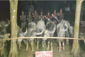 বড়লেখা সীমান্তে অবৈধভাবে ভা*রত থেকে নিয়ে আসা ১০টি মহিষ আ ট ক