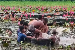 শাপলা বিলে নৌকা নিয়ে ঘুরতে গিয়ে দুইজনের মৃ ত্যু