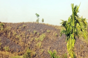 লাউয়াছড়ায় আ*গুন লেগে পুড়ে গেল ১ একর জায়গার গাছগাছালি