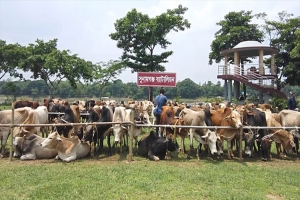 সুনামগঞ্জে ৯০টি ভা র তী য় গরু আ ট ক