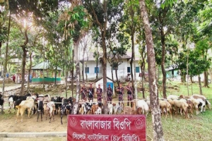 ছাতকে সেনাবাহিনীর সহায়তায় একষট্টি লক্ষ টাকার ভারতীয় দুম্বা এবং ছাগল জব্দ