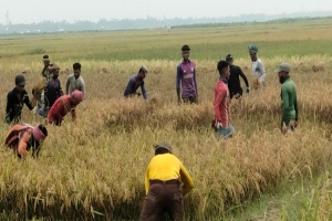 লাখাইয়ে বোরো ধানের  বাম্পার ফলন : দ্রুত ধান কাটার নির্দেশ
