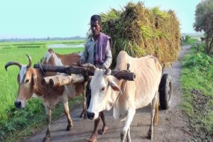 জগন্নাথপুর থকে বিলুপ্তির পথে গরুর গাড়ি