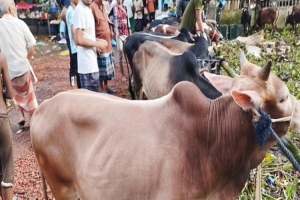 জগন্নাথপুরে কোরবানির ঈদ সামনে রেখে ব্যস্ত খামারিরা