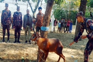 বিপন্ন বনছাগল উদ্ধার, কমলগঞ্জের রাজকান্দি রিজার্ভ ফরেস্টে করা হবে অবমুক্ত