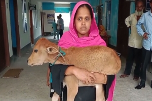 ঋণের দা*য়ে গাভি কেড়ে নিলেন বিএনপি নেতা