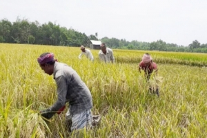 হবিগঞ্জে ৮০ শতাংশ পাকলেই ধান কাটার পরামর্শ,অতিভারি বৃষ্টির শঙ্কা