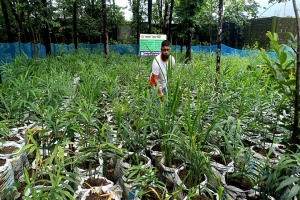 জৈন্তাপুরে পতিত জমিতে বস্তায় আদা চাষ করে সফলতার স্বপ্ন দেখছেন ইউসুফ জৈন্তাপুরে পতিত জমিতে বস্তায় আদা চাষ করে সফলতার স্বপ্ন দেখছেন ইউসুফ