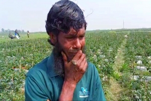 ক্যাপসিকামের ব্যাপক ফলন, বিক্রি করতে না পেরে কাঁদছেন কৃষক