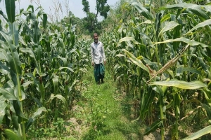 শায়েস্তাগঞ্জে ভুট্টা চাষে আগ্রহ বাড়ছে কৃষকদের