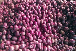 হিলিতে কেজিতে ১০ টাকা কমছে পেঁয়াজের দাম