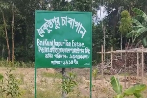 মাধবপুরে চা-বাগান কর্তৃপক্ষের বি'রুদ্ধে জমি দ'খলের অ'ভিযোগ