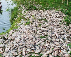 মাধবপুরে পুকুরে ভেসে উঠলো ২০ লাখ টাকার মরা মাছ