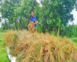 গোয়াইনঘাটে আউশ ধান কাটায় ব্যস্ত কৃষকরা