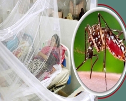 ২২ বছরে ডেঙ্গুতে মৃত্যুহার সর্বোচ্চ